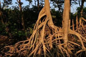 die Wurzeln der Mangroven foto