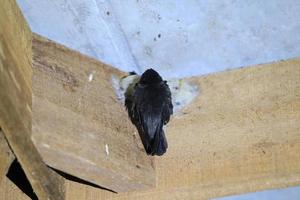 essbares Vogelnest foto