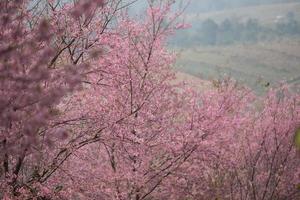 wilde Himalaya-Kirsche in Thailand foto