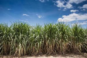 Landschaft der Zuckerrohrplantage foto