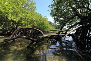 mangrovenwald im tropischen ort foto