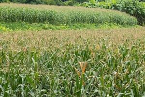 grünes Maisfeld aufwächst foto