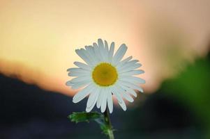 Einzelne weiße Marguerite-Gänseblümchenblume auf grünem Hintergrund foto