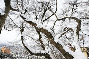 Schneefall im Winterpark foto