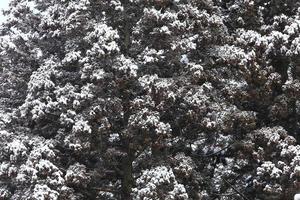 Winterszene, Schnee auf Tannenzweigen. foto