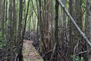 Holzweg zwischen Mangrovenwald, foto