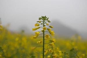 gelbes rapsblumenfeld mit dem nebel in luoping, china foto