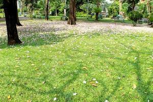 Weg durch einen schönen öffentlichen Park foto