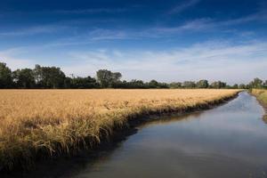 goldenes Reisfeld bereit zur Ernte foto