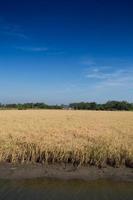 goldenes Reisfeld bereit zur Ernte foto