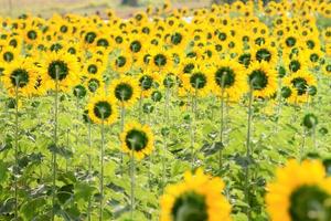 Nahaufnahme einer leuchtend gelben Sonnenblumen foto