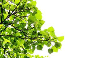 Zweig der grünen Buchenblätter. isoliert auf weiß foto