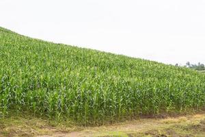 grünes Maisfeld aufwächst foto