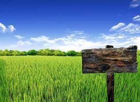 Holzschild mit Gras und blauem Himmel foto