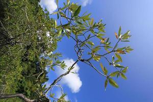 mangrovenwald im tropischen ort foto