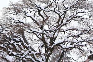 Schneefall im Winterpark foto