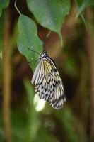 weißer Baumnymphenschmetterling, der an einem grünen Blatt festhält foto