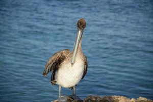 Pelikan, der weiße Brustfedern auf Aruba aufbläht foto