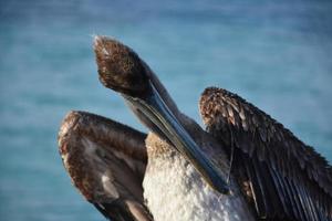 Pelikan mit einer Feder im Schnabel foto