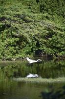 großer weißer Reiher, der über einem flachen Teich schwebt foto