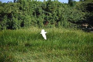 erstaunlicher Silberreiher, der mit ausgebreiteten Flügeln fliegt foto