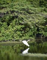 Fliegender Silberreiher, der sich im Wasser widerspiegelt foto