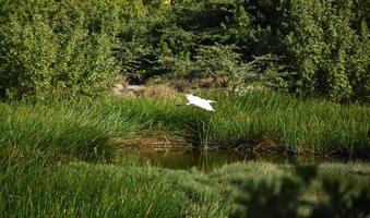 Fliegender Silberreiher mit im Flug verstauten Flügeln foto