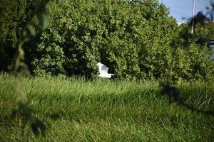 erstaunlicher weißer Reiher, der über einen Sumpf fliegt foto