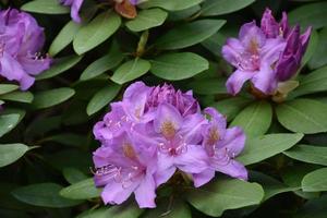 schöne lila rhododendren blühen und blühen foto