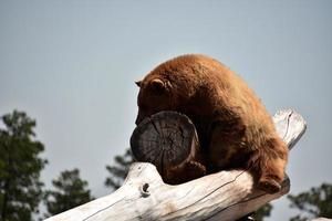 Schlafender brauner Schwarzbär auf einem Holzstapel foto