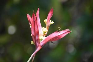 sehr hübsche tropische Blume, die blüht und blüht foto