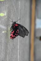 roter und schwarzer Schmetterling, der sich an einen Bildschirm klammert foto