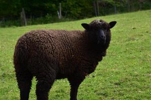 fantastischer blick auf ein romney-schaf in england foto