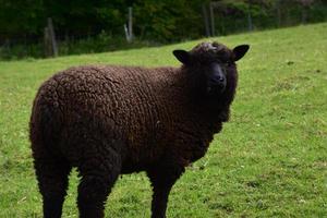 ein Blick in das Gesicht eines braunen Romney-Schafs auf einem Feld foto