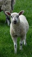 Wiese mit einem jungen Lamm mit weißem Gesicht und schwarzen Sprenkeln foto