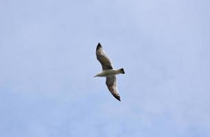 wunderschöne große Spannweite einer fliegenden Möwe in England foto