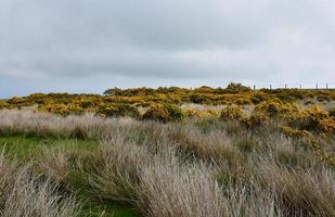 North Yorkshire England Landschaft mit Ginsterbüschen und getrockneter Heide foto