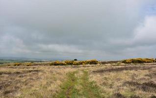 atemberaubende zerklüftete Landschaft mit Heide und Ginsterbüschen foto