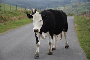 großes Vieh, das eine Straße in Nordengland hinaufzieht foto