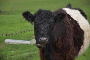 süßes Galloway-Kalb mit Gürtel und offenem Mund foto