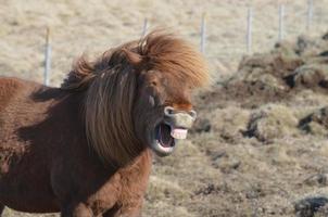 Lachendes Pferd auf einem Feld foto