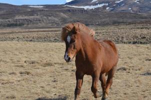 galoppierendes kastanienbraunes isländisches pferd foto