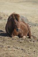 wildes isländisches Pferd, das auf dem Boden ruht foto