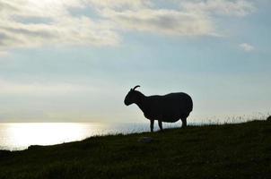 schöner himmel der isle of skye mit einem schaf, das auf einem hügel steht foto