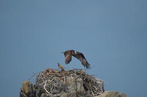 Flussfalke, der über einem Nest schwebt foto