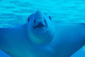 Erstaunlicher Blick auf einen Stachelrochen unter Wasser foto