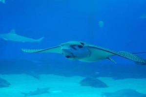 erstaunlicher Stachelrochen, der unter Wasser im tiefblauen Meer schwimmt foto