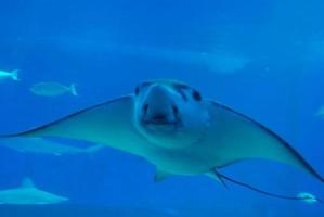 Erstaunlicher Rochen, der im tiefblauen Meer schwimmt foto