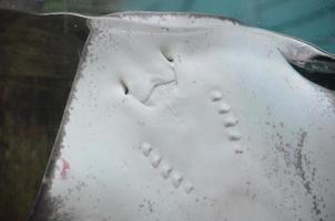 Stachelrochen, der in einem Aquarium gegen das Tankglas gedrückt wird foto