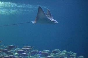 Rochen mit langem Schwanz, der über Fischschwärmen schwimmt foto